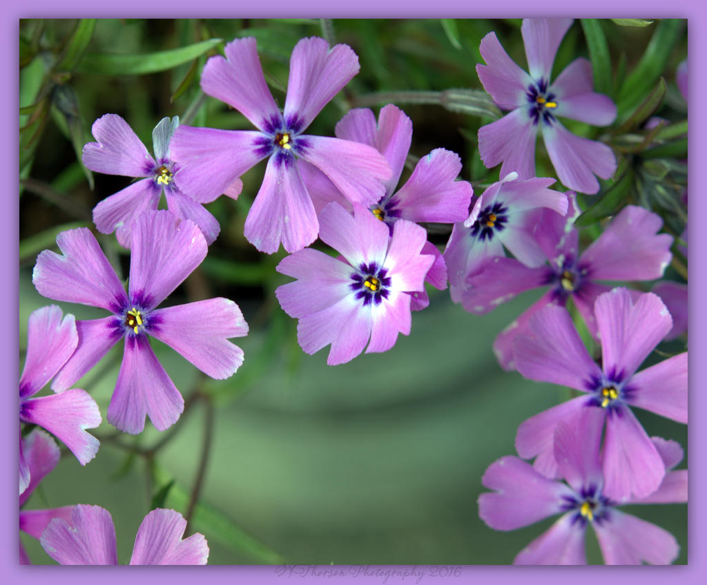 Little Purple Flowers 4-3-2016.jpg
