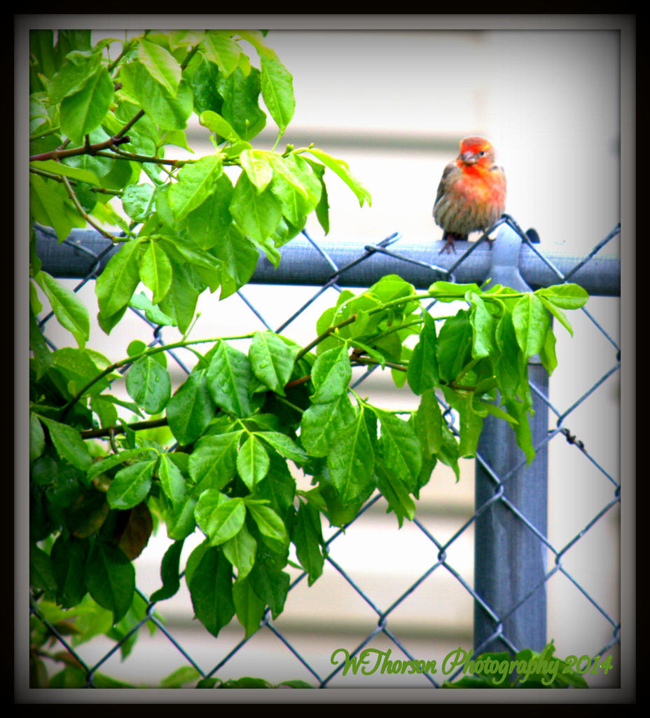 Little Red Bird.jpg