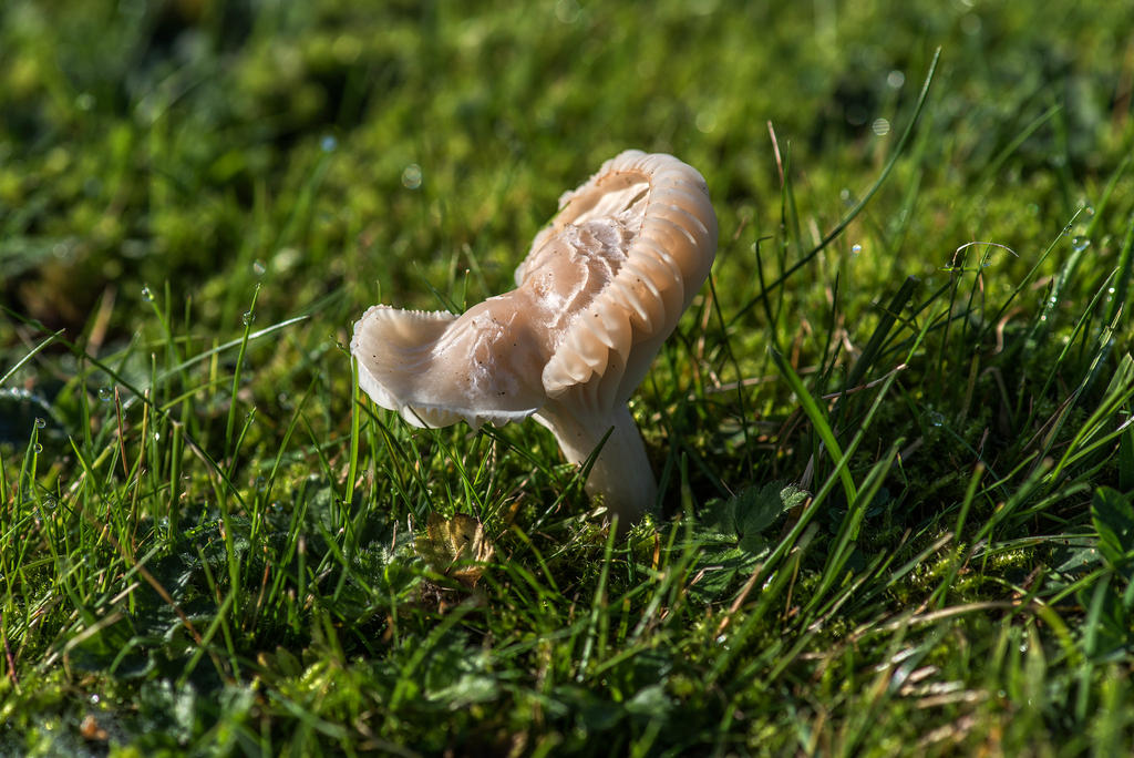 Little-Shroom2.jpg
