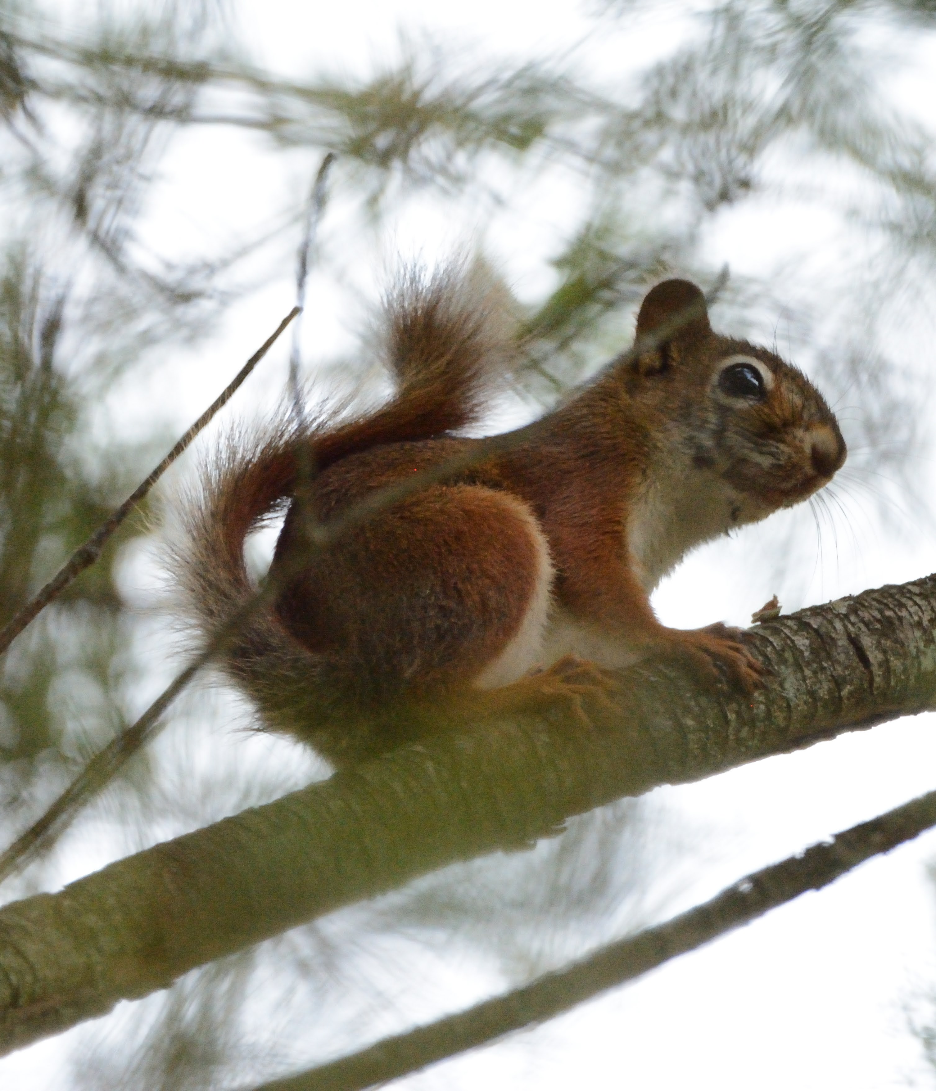 little Squirrel.JPG