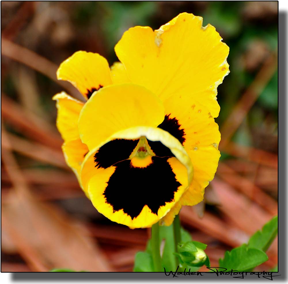 Little Yellow Flower 1.jpg