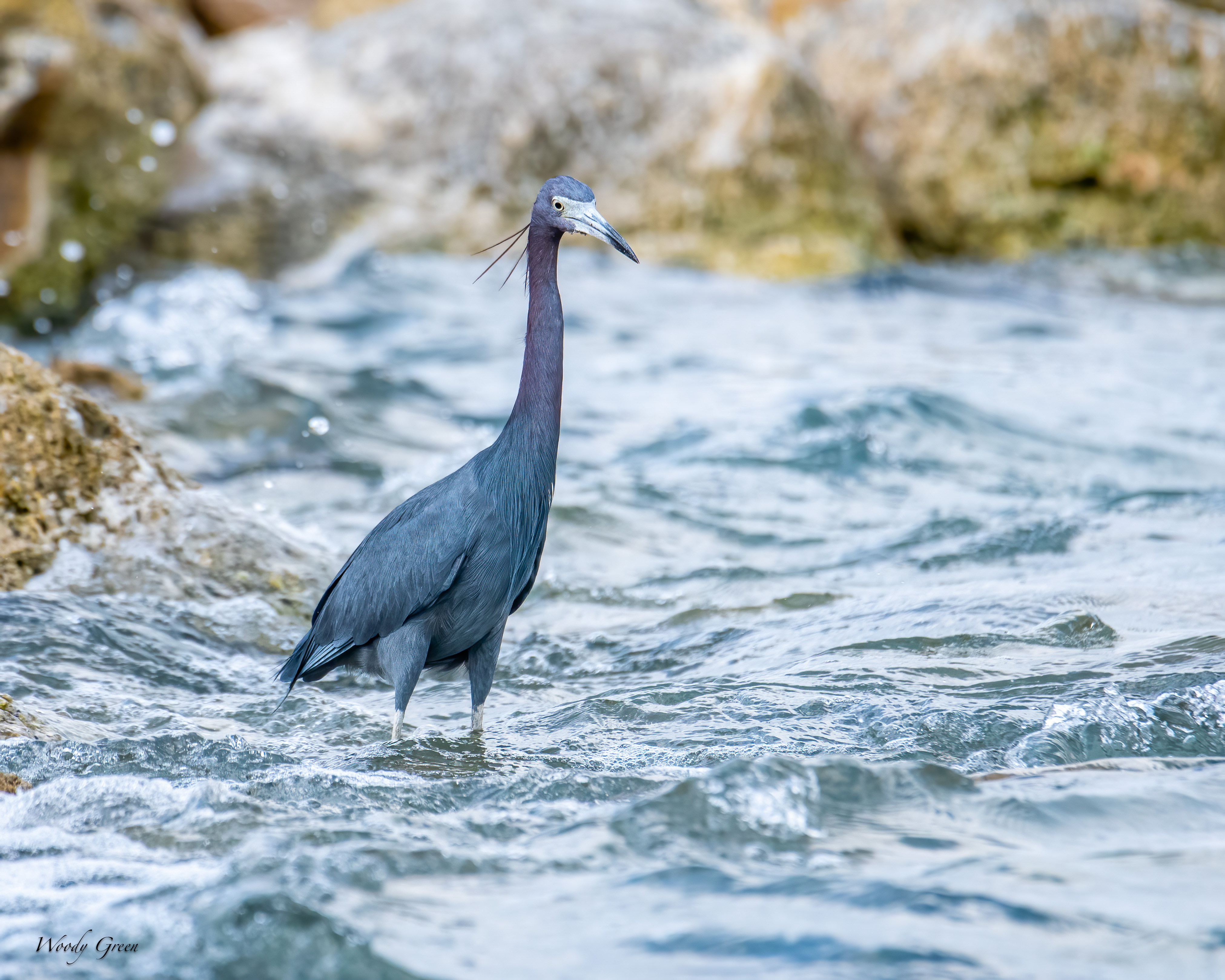 LittleBlue-601.jpg