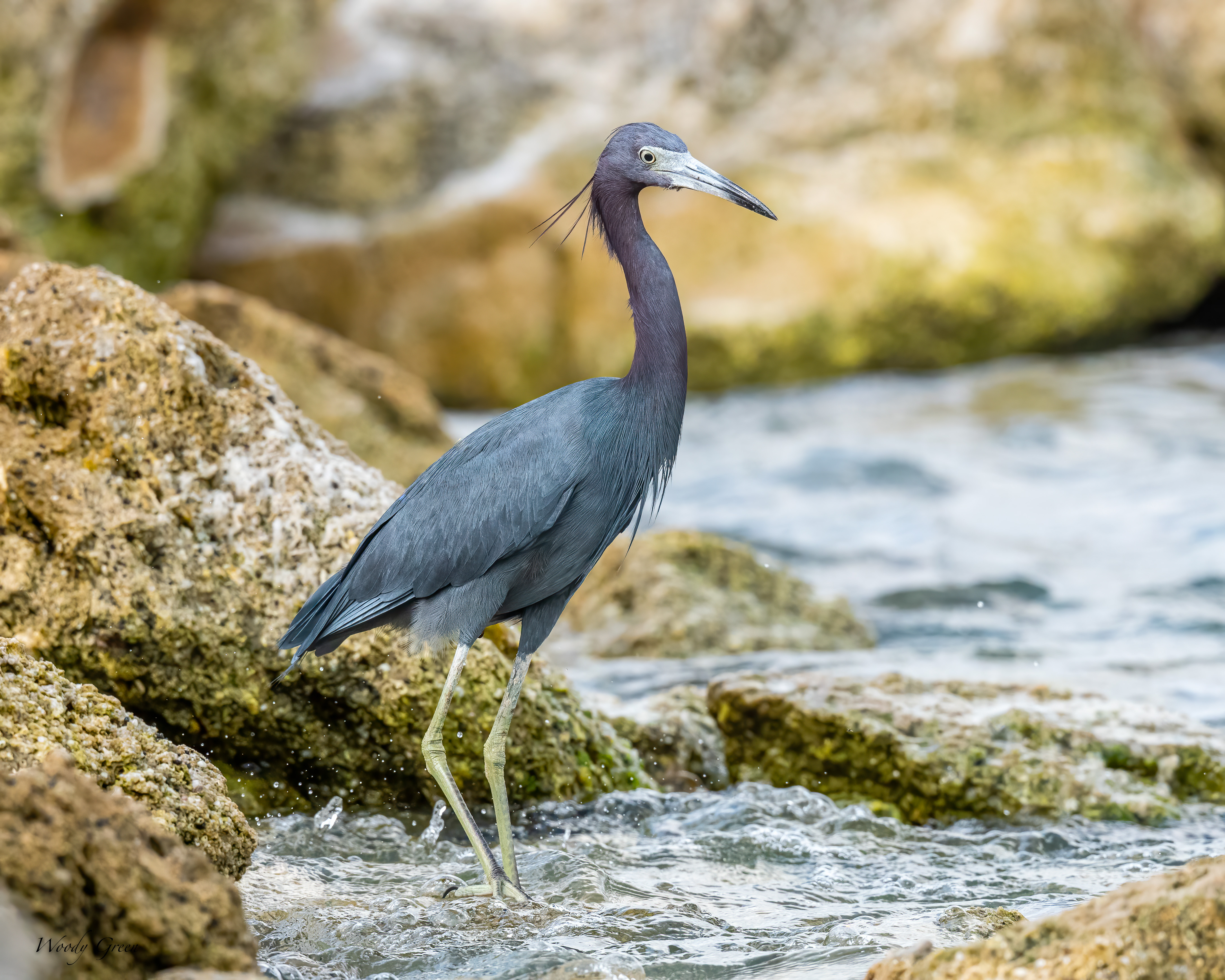 LittleBlueHeron-589.jpg