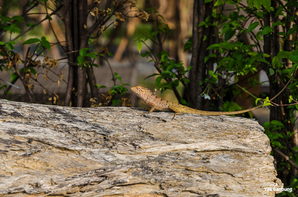 lizard-3.jpg