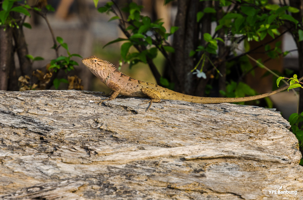 lizard-4.jpg