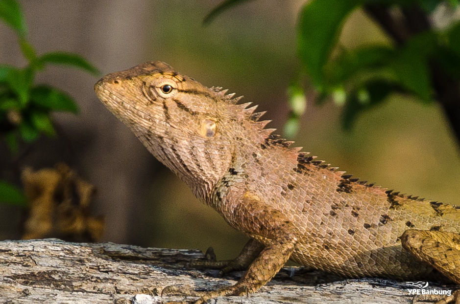 lizard-5.jpg