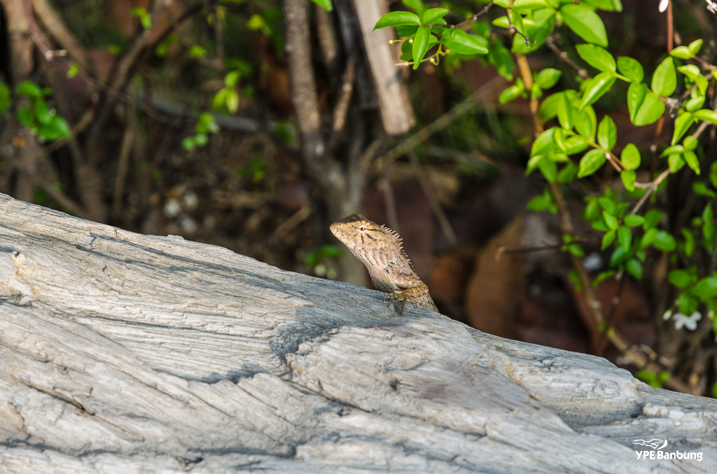 lizard-6.jpg