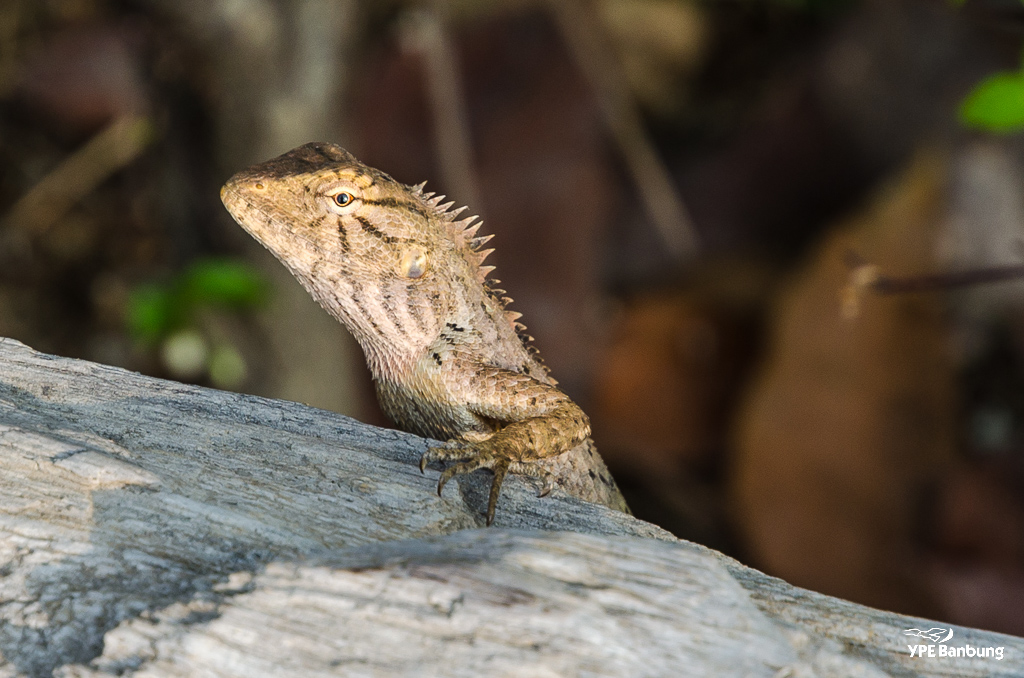 lizard-7.jpg