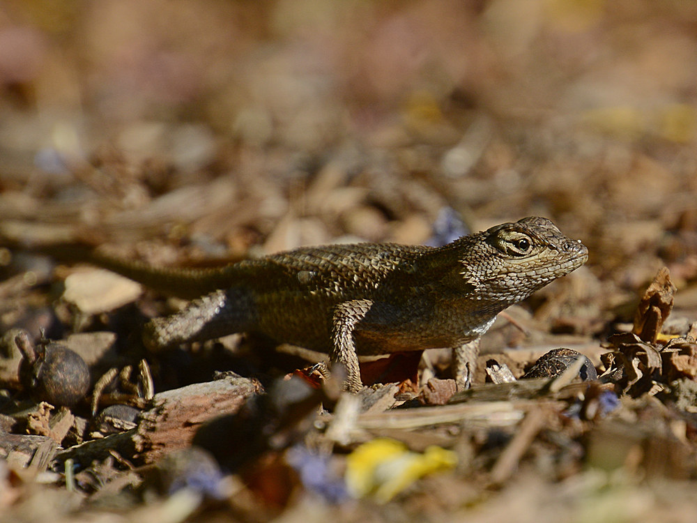 Lizard.jpg