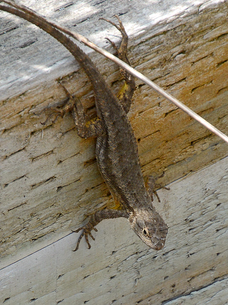 Lizard.jpg