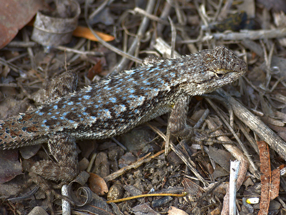 Lizard.jpg
