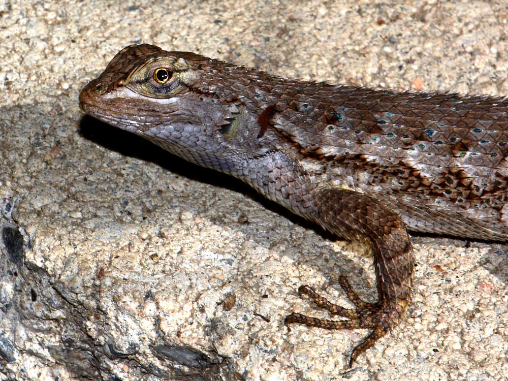 Lizard.jpg