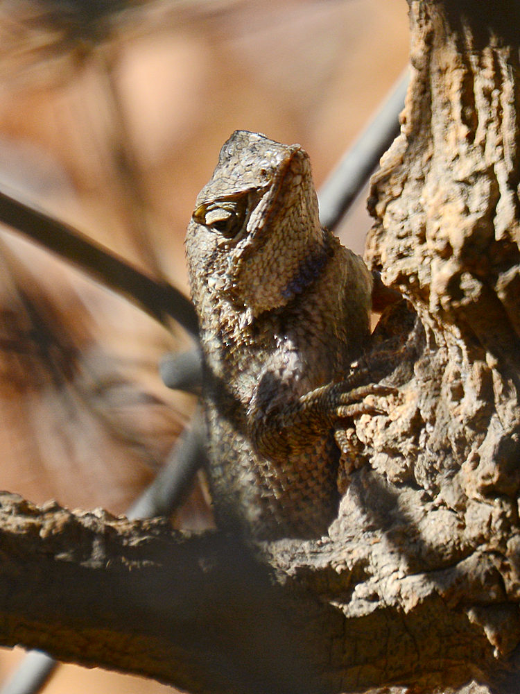 Lizard.jpg