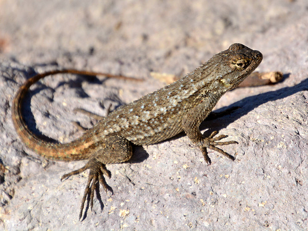 Lizard.jpg