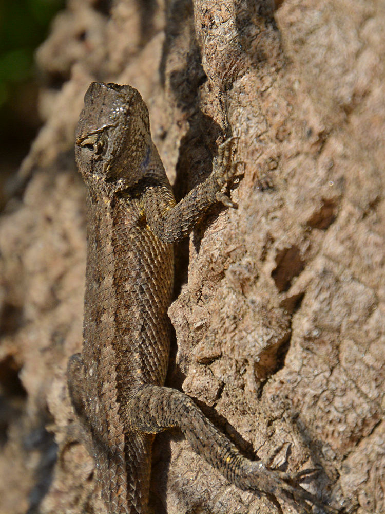 Lizard.jpg