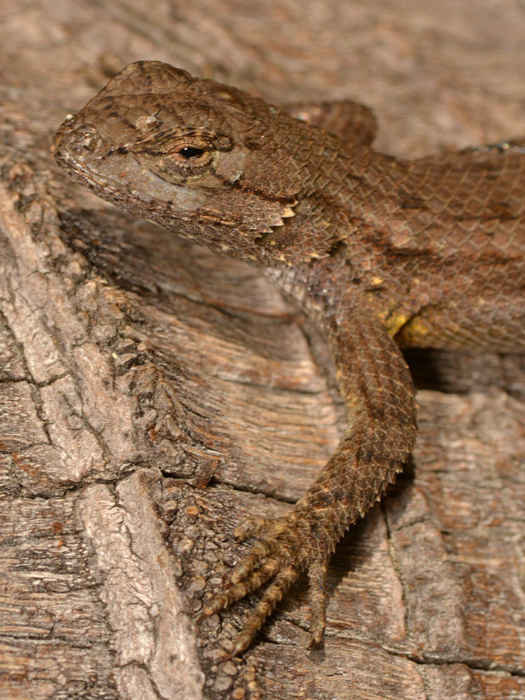 Lizard.jpg