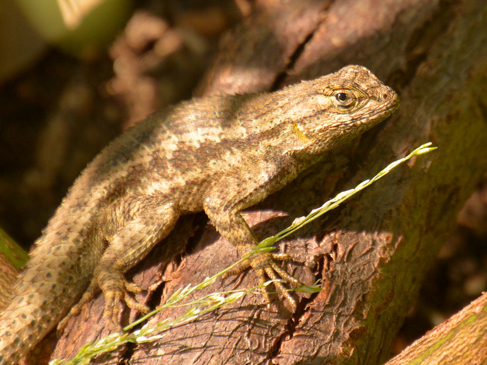 Lizard.jpg