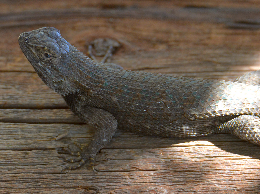 Lizard.jpg