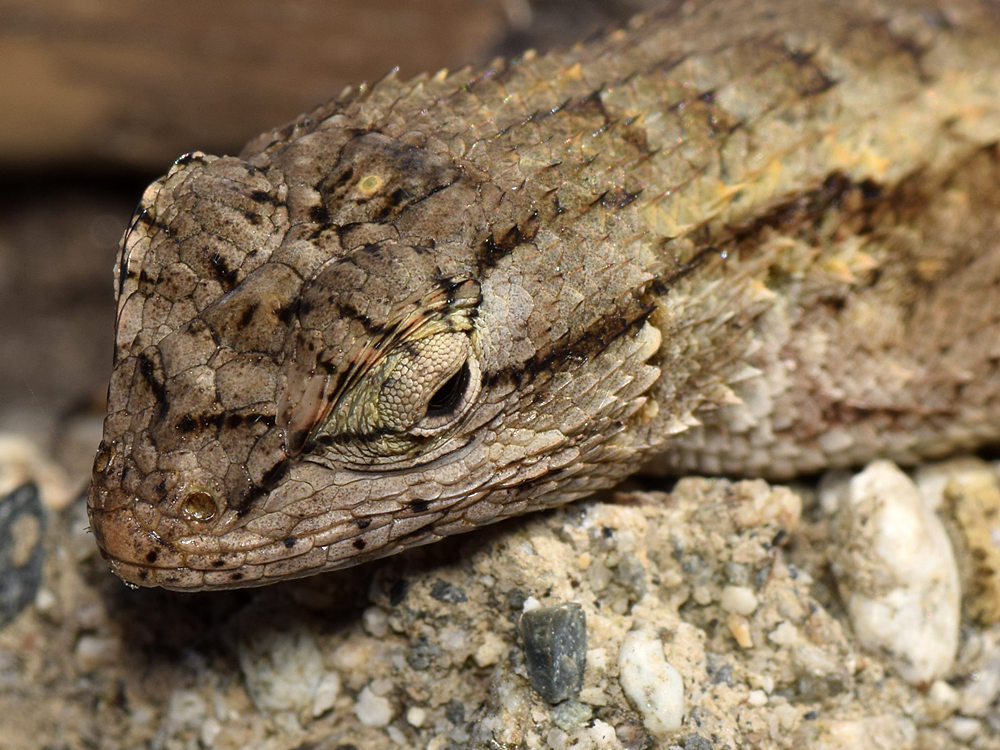 Lizard.jpg