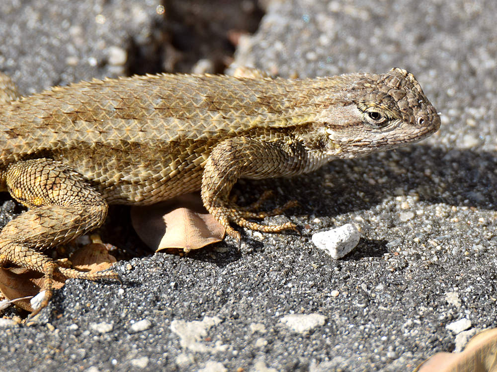 Lizard.jpg