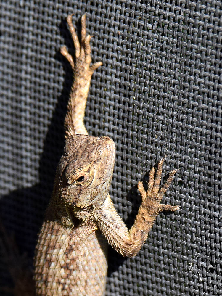 Lizard.jpg