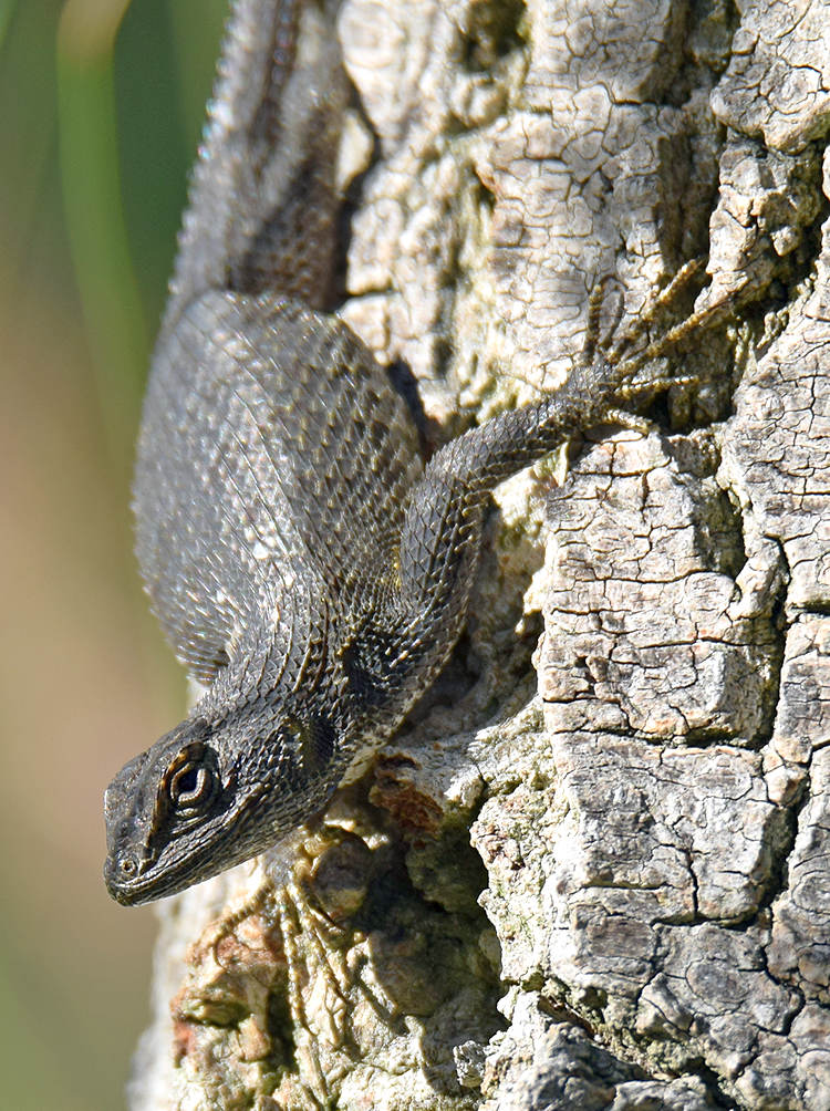 Lizard.jpg