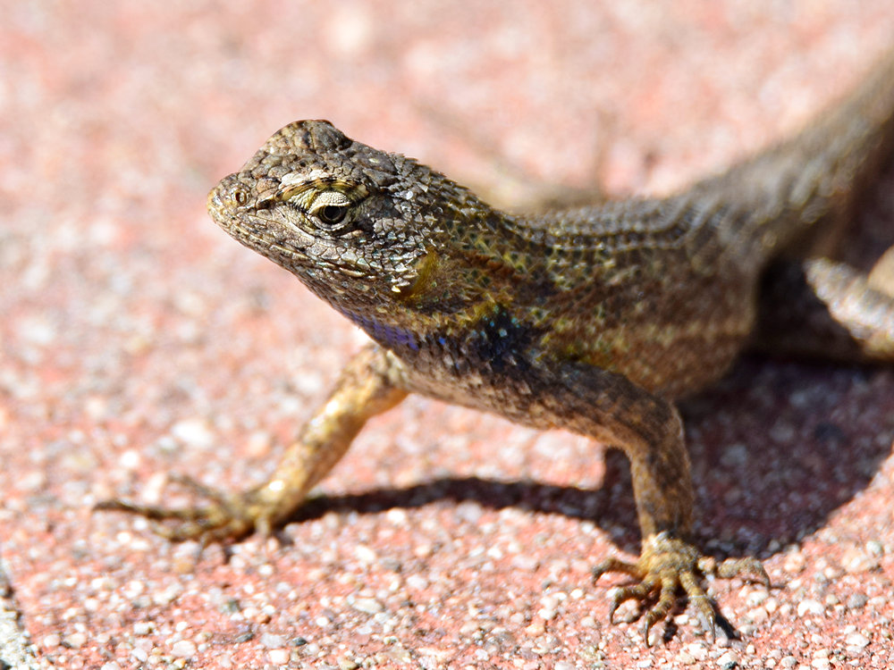 Lizard.jpg