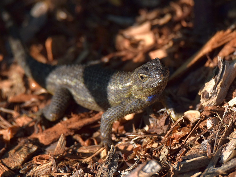 Lizard.jpg