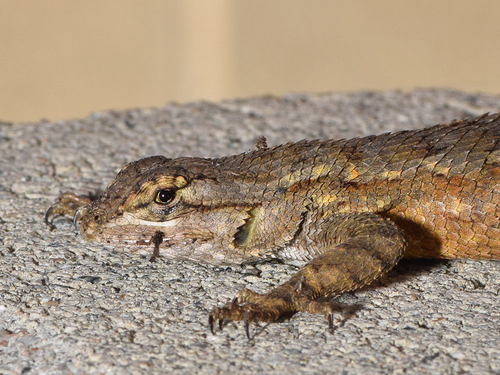 Lizard.jpg