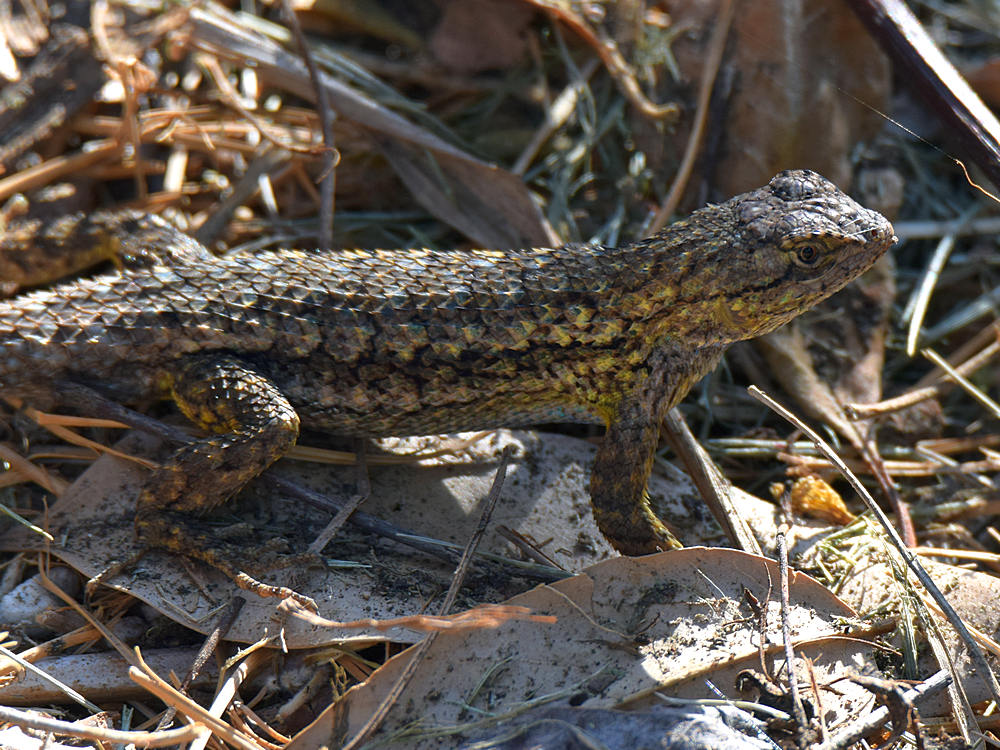Lizard.jpg