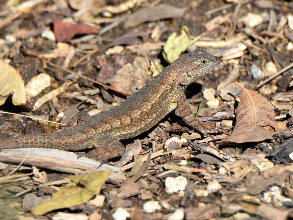 Lizard.jpg