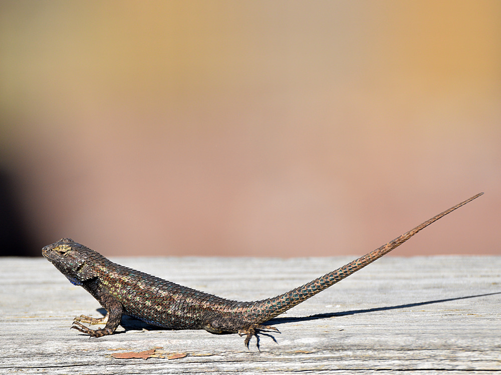 Lizard.jpg