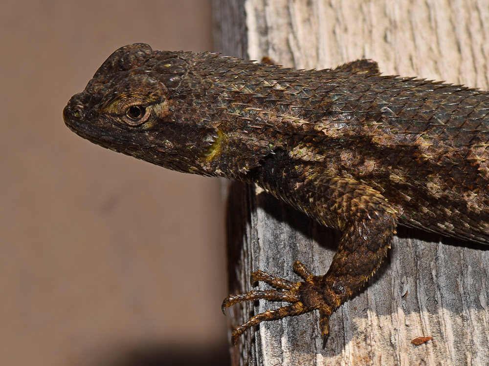 Lizard.jpg