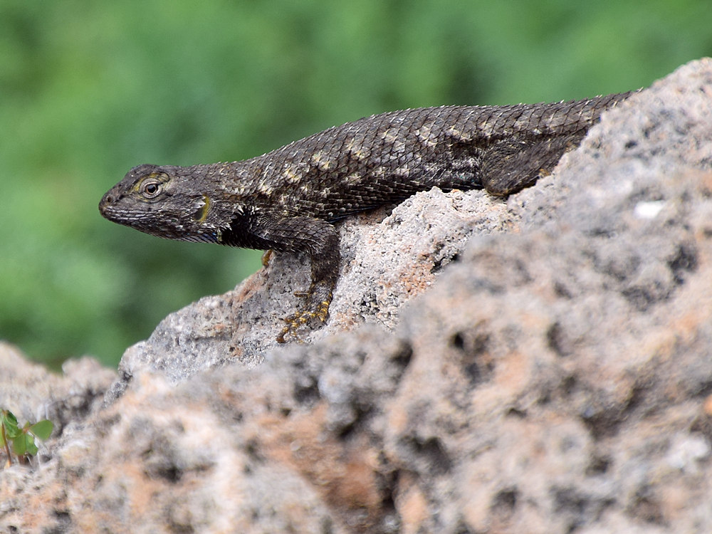 Lizard.jpg