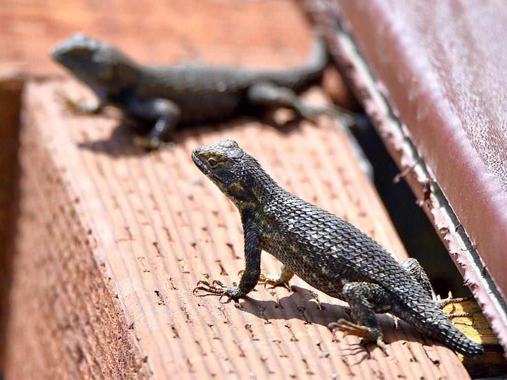 Lizard.jpg