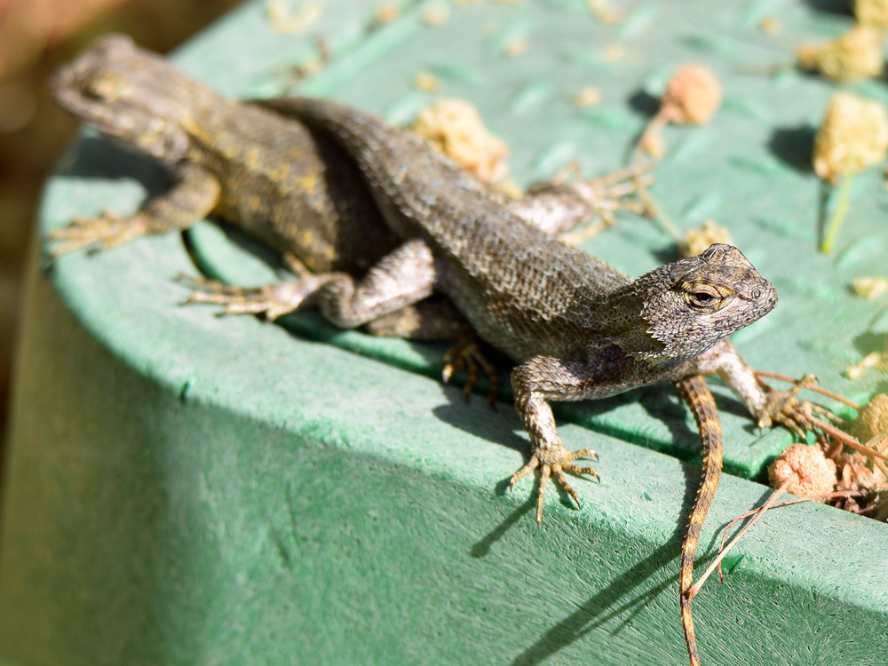 Lizard.jpg