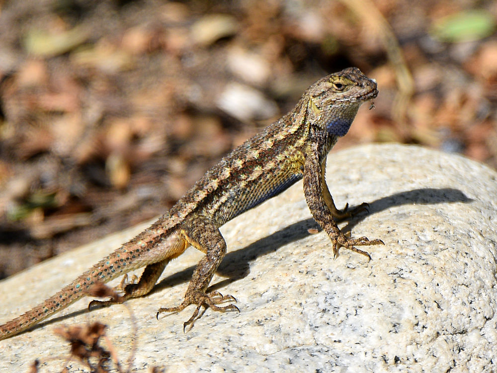Lizard.jpg
