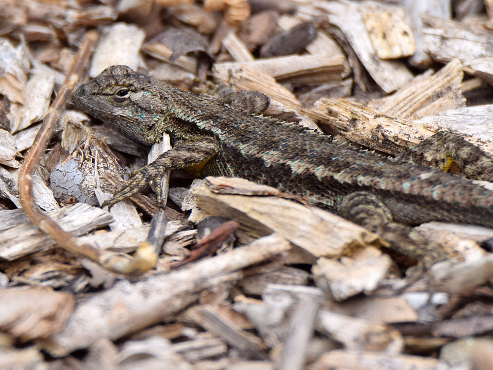 Lizard.jpg