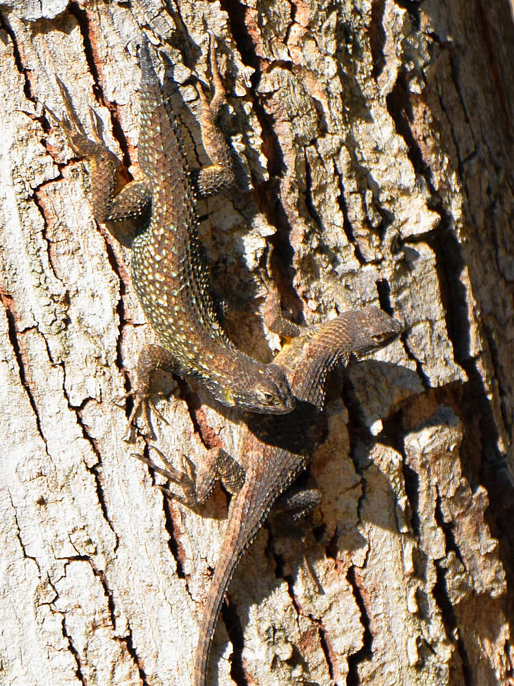 Lizard.jpg