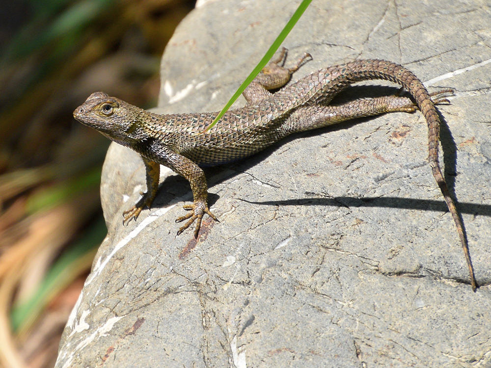 Lizard.jpg