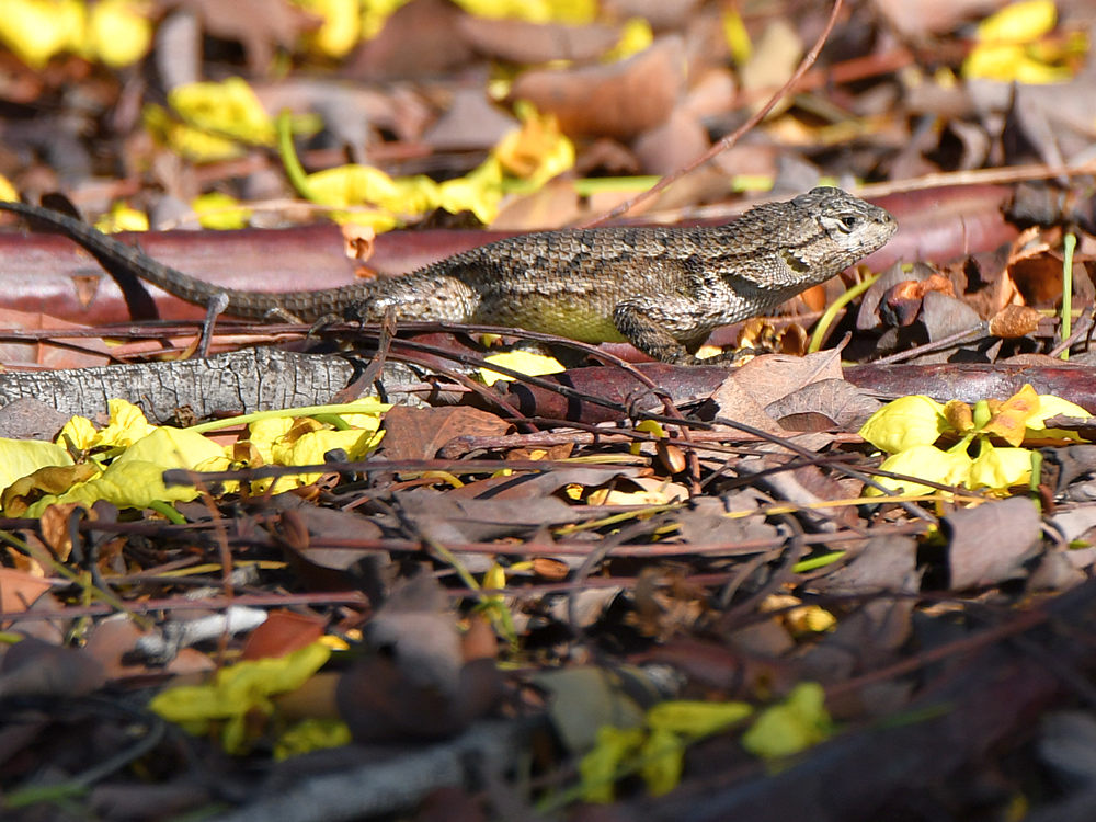 Lizard.jpg