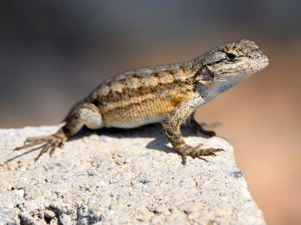Lizard.jpg
