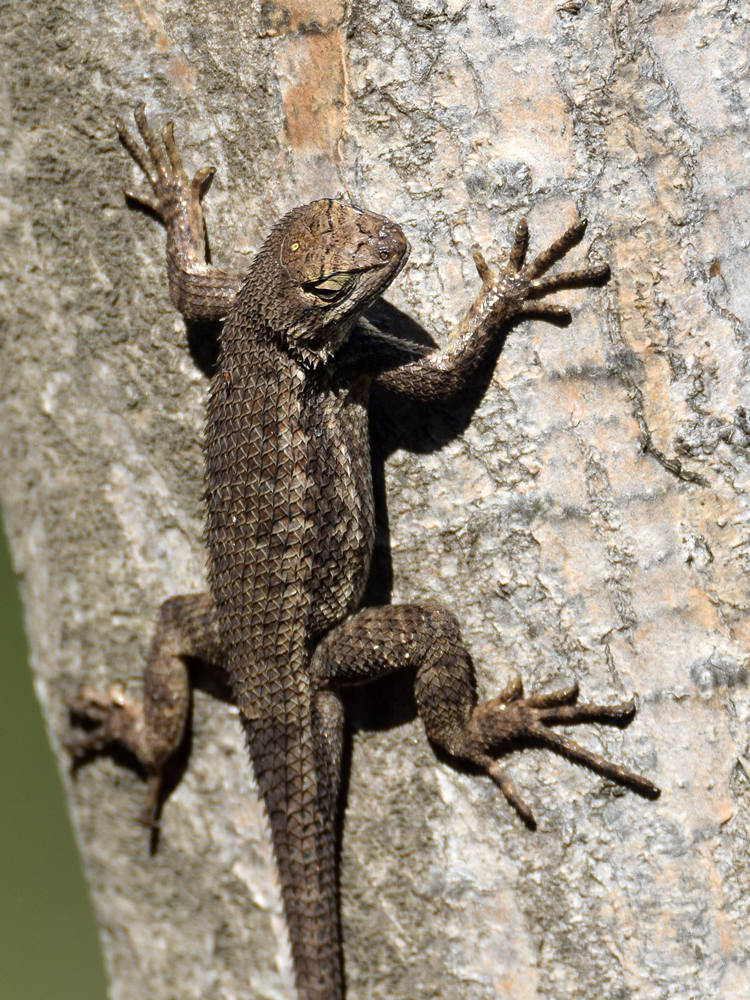 Lizard.jpg