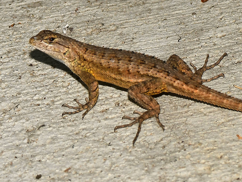 Lizard.jpg