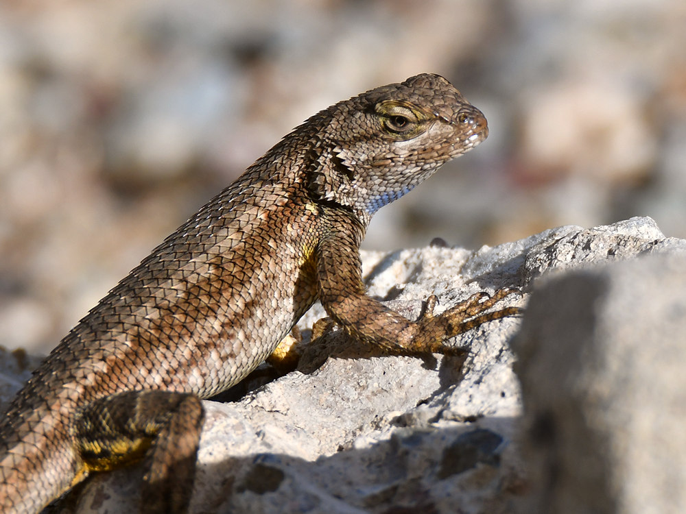 Lizard.jpg