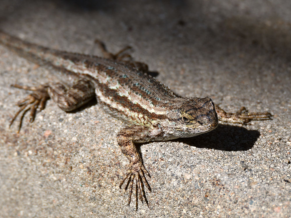 Lizard.jpg