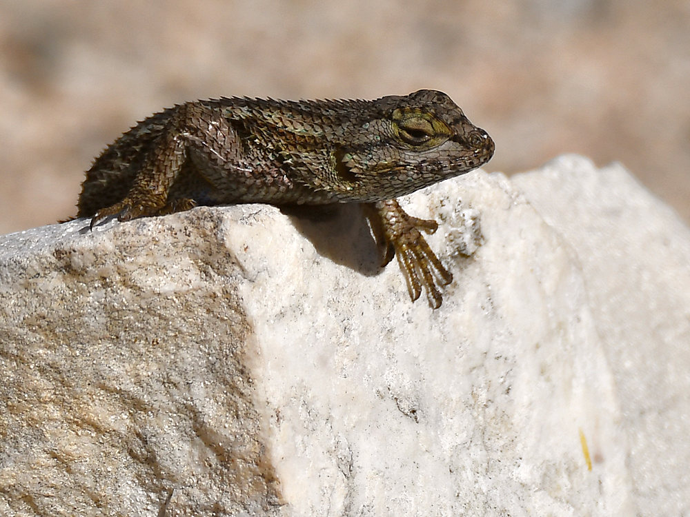 Lizard.jpg