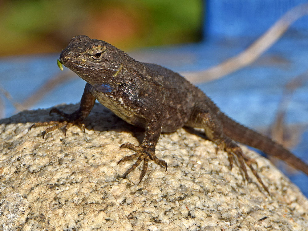 Lizard.jpg