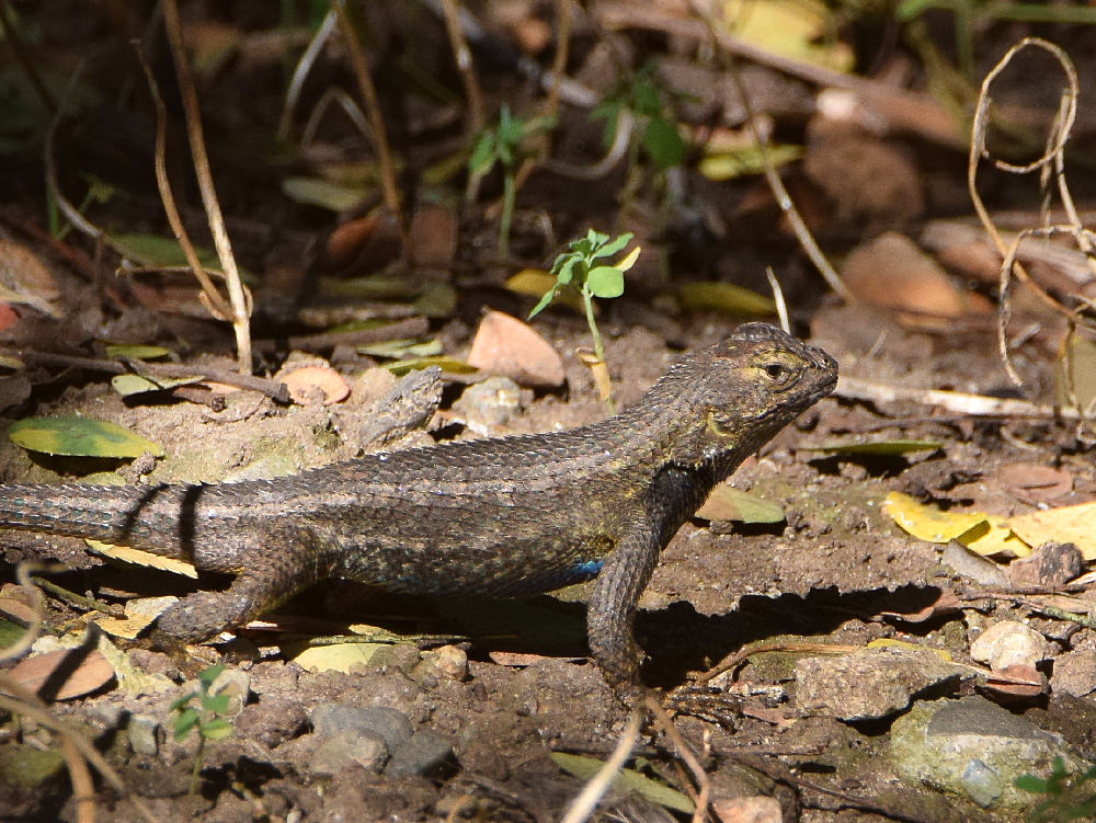 Lizard.jpg