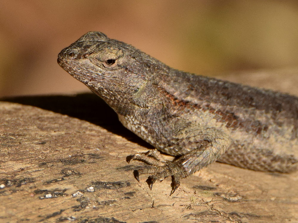 Lizard.jpg